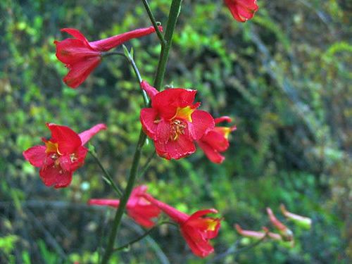 Delphinium cardinale